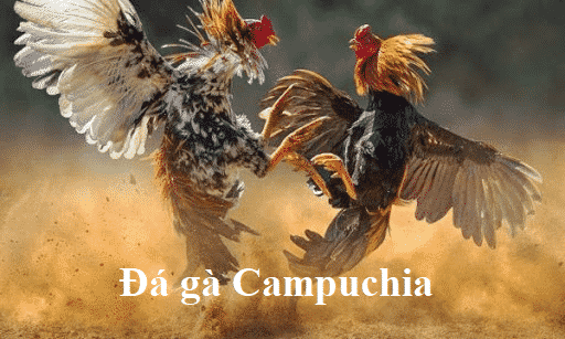 đá gà Campuchia online game image